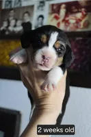 Luna, a female Beagle for sale in Susanville, CA – Photo 3 of 4