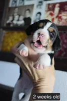 Luna, a female Beagle for sale in Susanville, CA – Photo 4 of 4