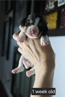 Luna, a female Beagle for sale in Susanville, CA – Photo 1 of 4