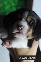 Luna, a female Beagle for sale in Susanville, CA – Photo 5 of 6