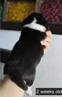 Luna, a female Beagle for sale in Susanville, CA – Photo 2 of 4