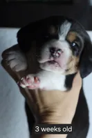 Luna, a female Beagle for sale in Susanville, CA – Photo 6 of 6