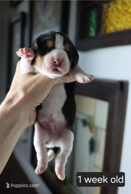 Buddy – Beagle puppy for sale in Susanville, CA