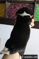 Buddy, a male Beagle for sale in Susanville, CA – Photo 2 of 3