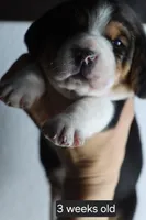 Buddy, a male Beagle for sale in Susanville, CA – Photo 4 of 4