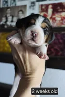 Buddy, a male Beagle for sale in Susanville, CA – Photo 3 of 3