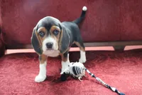 Cypress, a female Beagle for sale in Susanville, CA – Photo 1 of 10