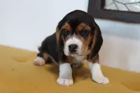 Cypress, a female Beagle for sale in Susanville, CA – Photo 3 of 10