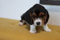 Cypress, a female Beagle for sale in Susanville, CA – Photo 7 of 10