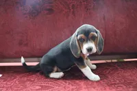 Cypress, a female Beagle for sale in Susanville, CA – Photo 10 of 10