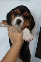 Cypress, a female Beagle for sale in Susanville, CA – Photo 4 of 10