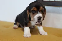 Cypress, a female Beagle for sale in Susanville, CA – Photo 6 of 10