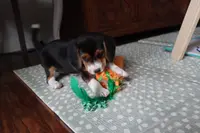 Cypress, a female Beagle for sale in Susanville, CA – Photo 9 of 10