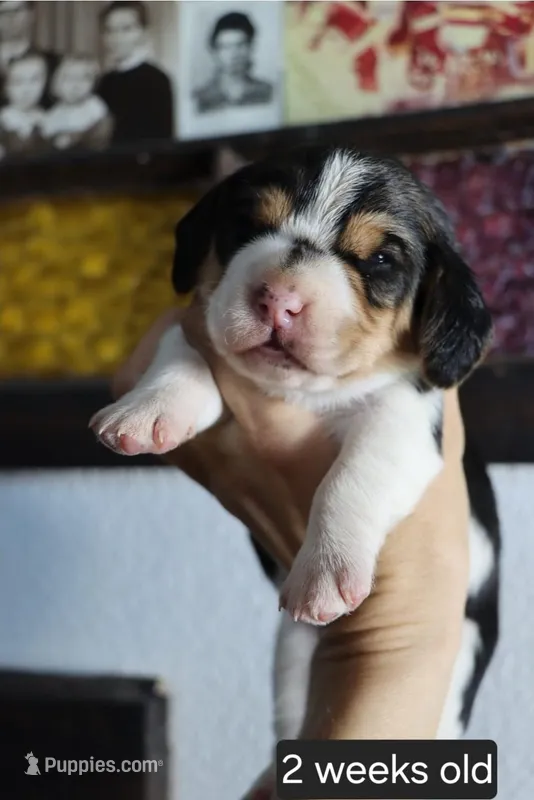 Molly – Beagle puppy for sale in Susanville, CA