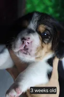 Molly, a female Beagle for sale in Susanville, CA – Photo 6 of 6