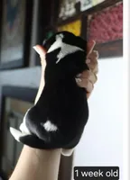 Molly, a female Beagle for sale in Susanville, CA – Photo 3 of 4