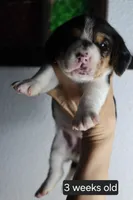 Molly, a female Beagle for sale in Susanville, CA – Photo 5 of 6