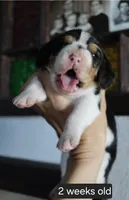 Molly, a female Beagle for sale in Susanville, CA – Photo 4 of 4