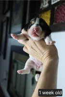 Molly, a female Beagle for sale in Susanville, CA – Photo 2 of 4