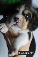 Max, a male Beagle for sale in Susanville, CA – Photo 5 of 5