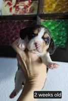 Max, a male Beagle for sale in Susanville, CA – Photo 3 of 3