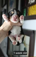 Max, a male Beagle for sale in Susanville, CA – Photo 1 of 3