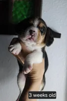 Max, a male Beagle for sale in Susanville, CA – Photo 4 of 5