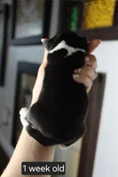 Max, a male Beagle for sale in Susanville, CA – Photo 2 of 3