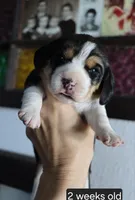 Charlie, a female Beagle for sale in Susanville, CA – Photo 3 of 3