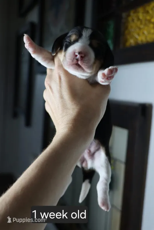 Charlie – Beagle puppy for sale in Susanville, CA