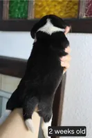 Charlie, a female Beagle for sale in Susanville, CA – Photo 2 of 3