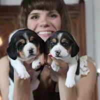 Joy, a male Beagle for sale in Susanville, CA – Photo 7 of 10