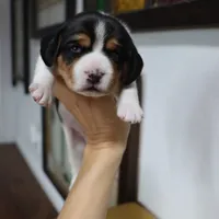 Joy, a male Beagle for sale in Susanville, CA – Photo 9 of 10
