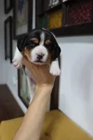 Joy, a male Beagle for sale in Susanville, CA – Photo 9 of 10