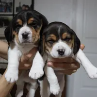 Joy, a male Beagle for sale in Susanville, CA – Photo 4 of 10