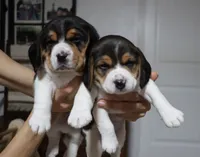Joy, a male Beagle for sale in Susanville, CA – Photo 4 of 10