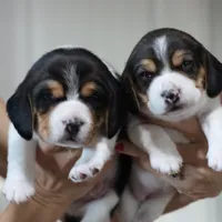 Joy, a male Beagle for sale in Susanville, CA – Photo 8 of 10