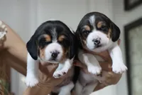 Joy, a male Beagle for sale in Susanville, CA – Photo 8 of 10