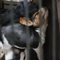 Joy, a male Beagle for sale in Susanville, CA – Photo 10 of 10