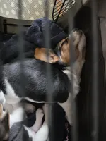 Joy, a male Beagle for sale in Susanville, CA – Photo 10 of 10