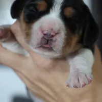 Joy, a male Beagle for sale in Susanville, CA – Photo 2 of 10