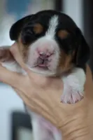 Joy, a male Beagle for sale in Susanville, CA – Photo 2 of 10