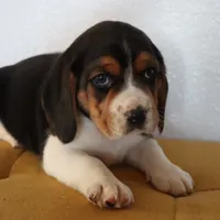 Joy, a male Beagle for sale in Susanville, CA – Photo 6 of 10