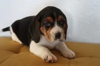 Joy, a male Beagle for sale in Susanville, CA – Photo 6 of 10