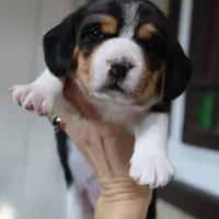 Joy, a male Beagle for sale in Susanville, CA – Photo 5 of 10