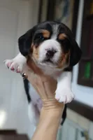 Joy, a male Beagle for sale in Susanville, CA – Photo 5 of 10