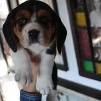 Joy, a male Beagle for sale in Susanville, CA – Photo 3 of 10