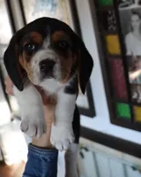 Joy, a male Beagle for sale in Susanville, CA – Photo 3 of 10