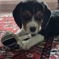 Joy, a male Beagle for sale in Susanville, CA – Photo 1 of 10