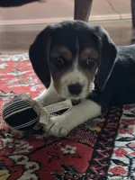 Joy, a male Beagle for sale in Susanville, CA – Photo 1 of 10